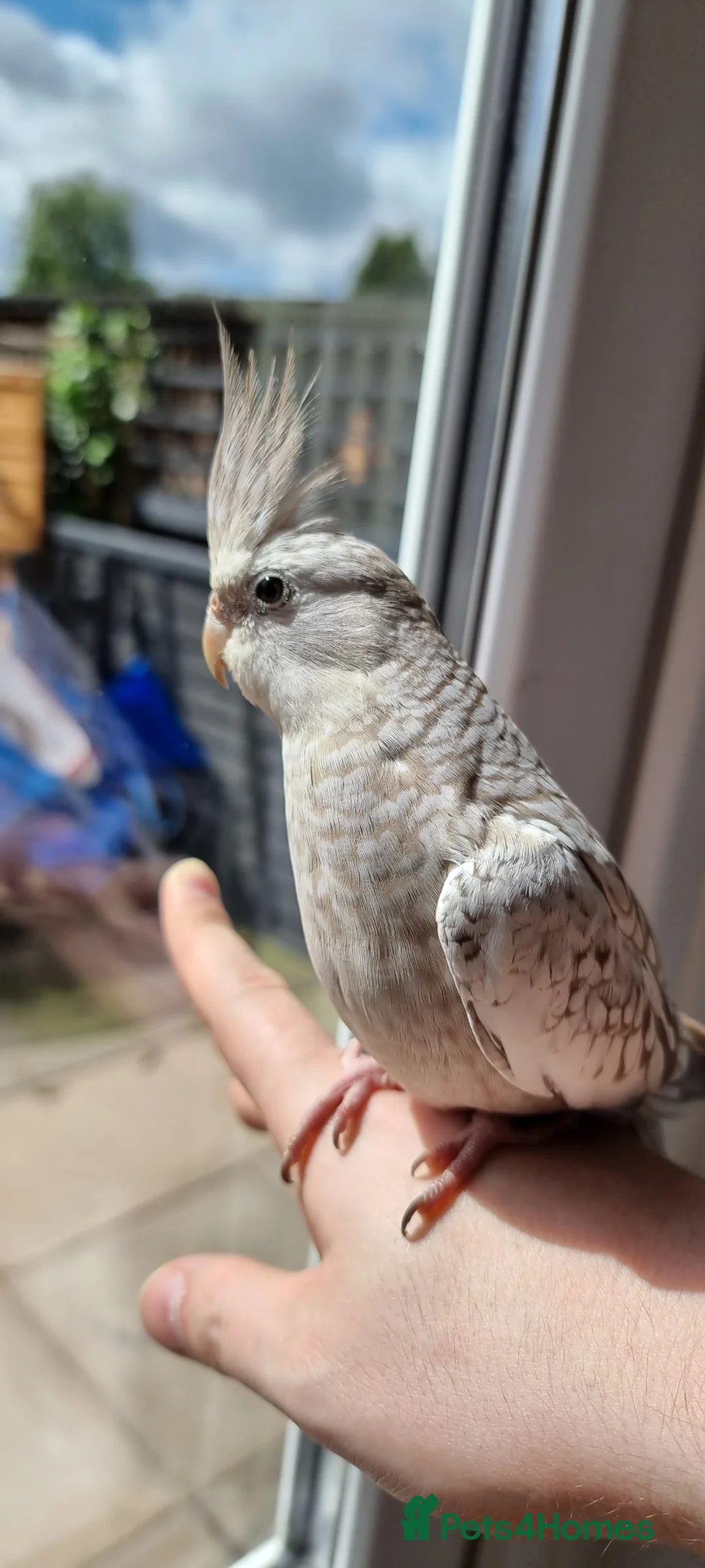 Cockatiels birds for sale: Hand Tame Cockatiel with Large Cage in Dudley - Advert 1