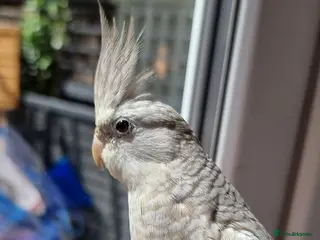 Cockatiels birds Hand Tame Cockatiel with Large Cage - Advert 2