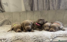 Labrador Retriever dogs for sale: Stunning silver Labradors puppy’s  - Advert 10