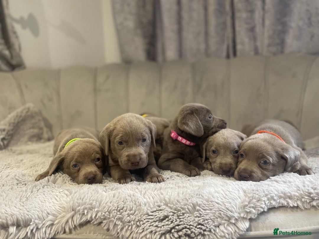 Labrador Retriever dogs for sale: Stunning silver Labradors puppy’s  - Advert 10