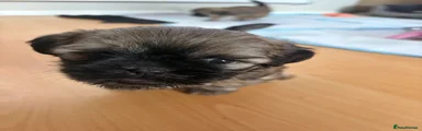 Shih Tzu 7