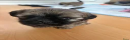 Shih Tzu dogs for sale: Ready now - Beautiful Shih Tzu puppies - Advert 11