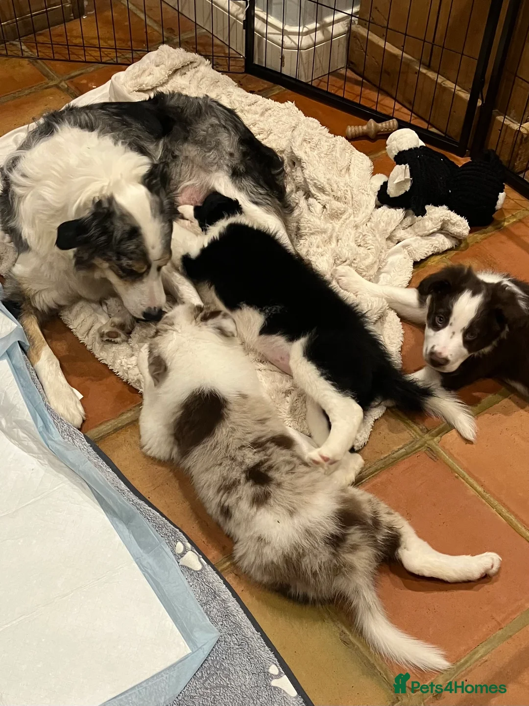 Border Collie dogs for sale: Litter of three striking Border Collie puppies  in Witney - Advert 2