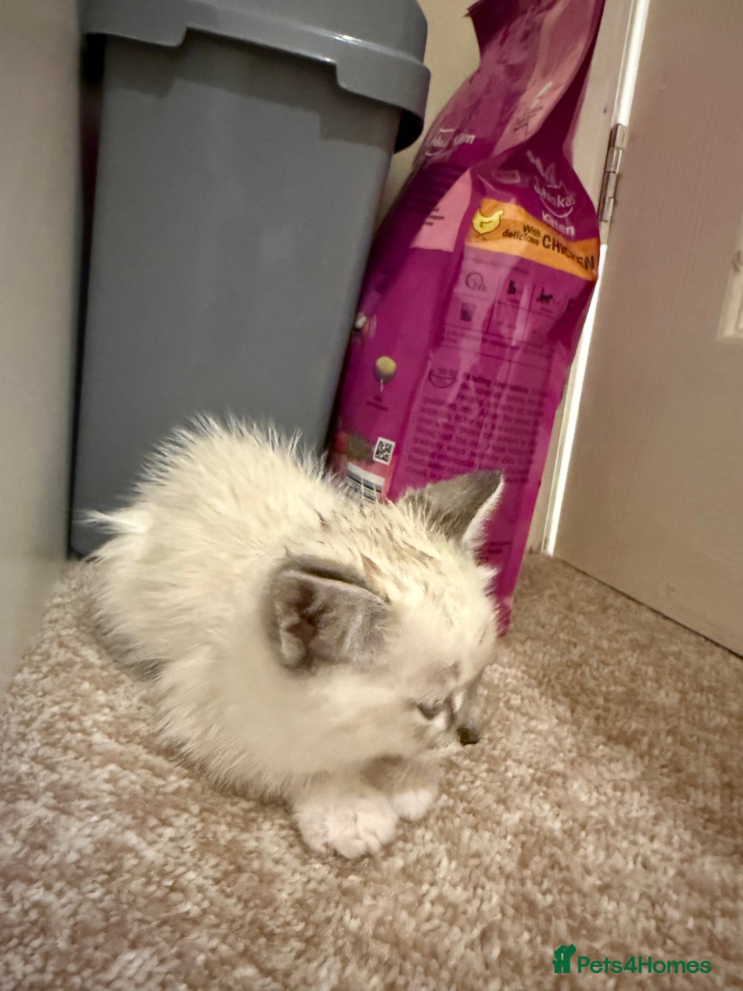Ragdoll cats for sale: Ragdoll kitten  - Image 4