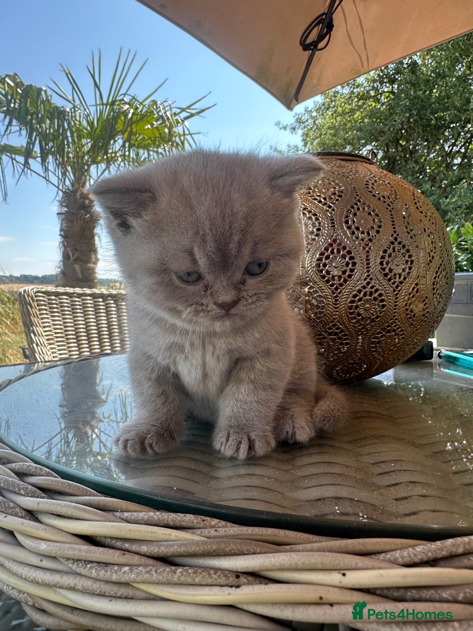 British Shorthair cats Exotic British Short Hair Silver/Grey  - Advert 1