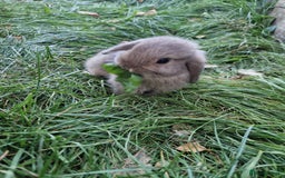 Mini Lop rabbits for sale: Lop Rabbit Girls - Image 8