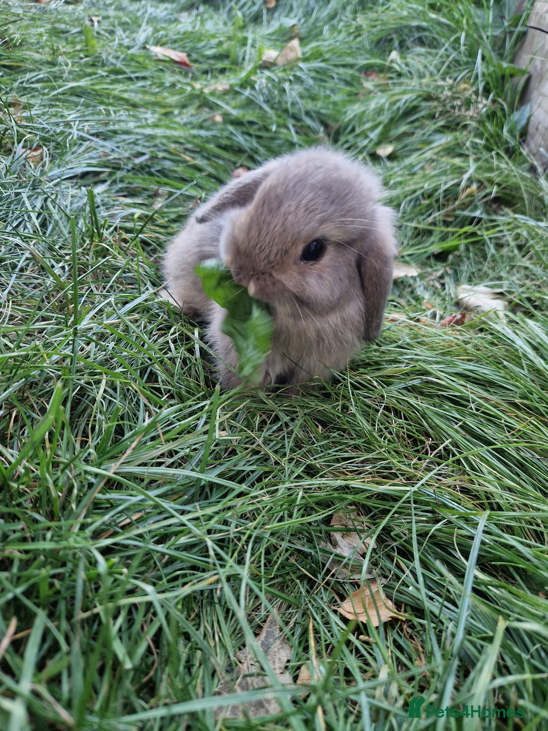 Mini Lop rabbits for sale: Lop Rabbit Girls - Image 8