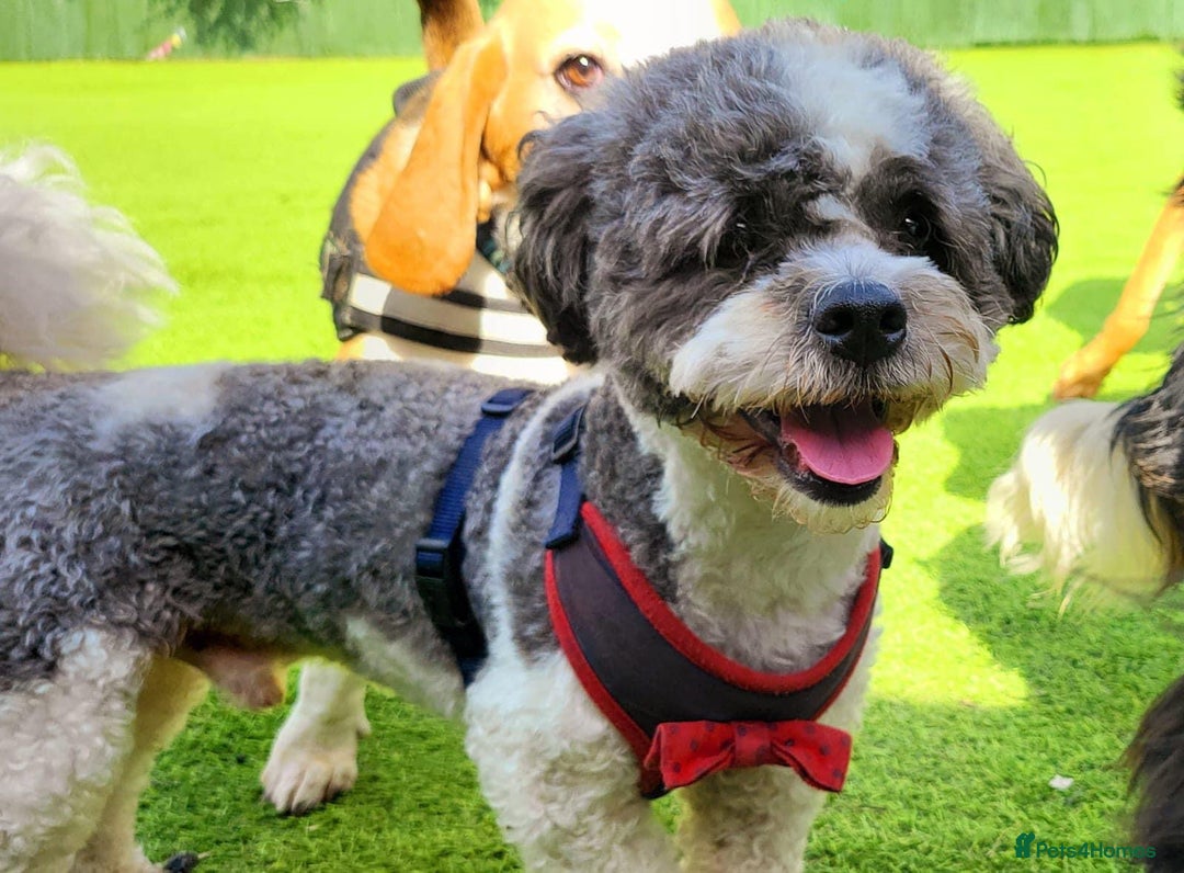 Mixed Breed dogs for sale: 6 Stunning Cock-a-chon puppies  - Advert 36