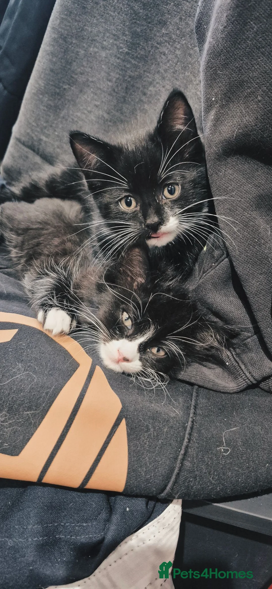 Mixed Breed cats for sale: Last one! Ragdoll Cross Kittens - Ready To Leave - Advert 1