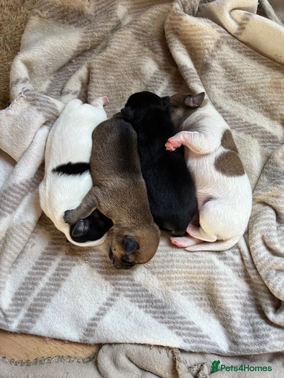 Jack Chi dogs for sale: Jack Russell/Chihuahua - Advert 1