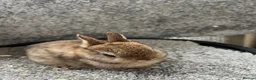 Netherland Dwarf rabbits for sale: Netherland dwarf babies - Advert 2