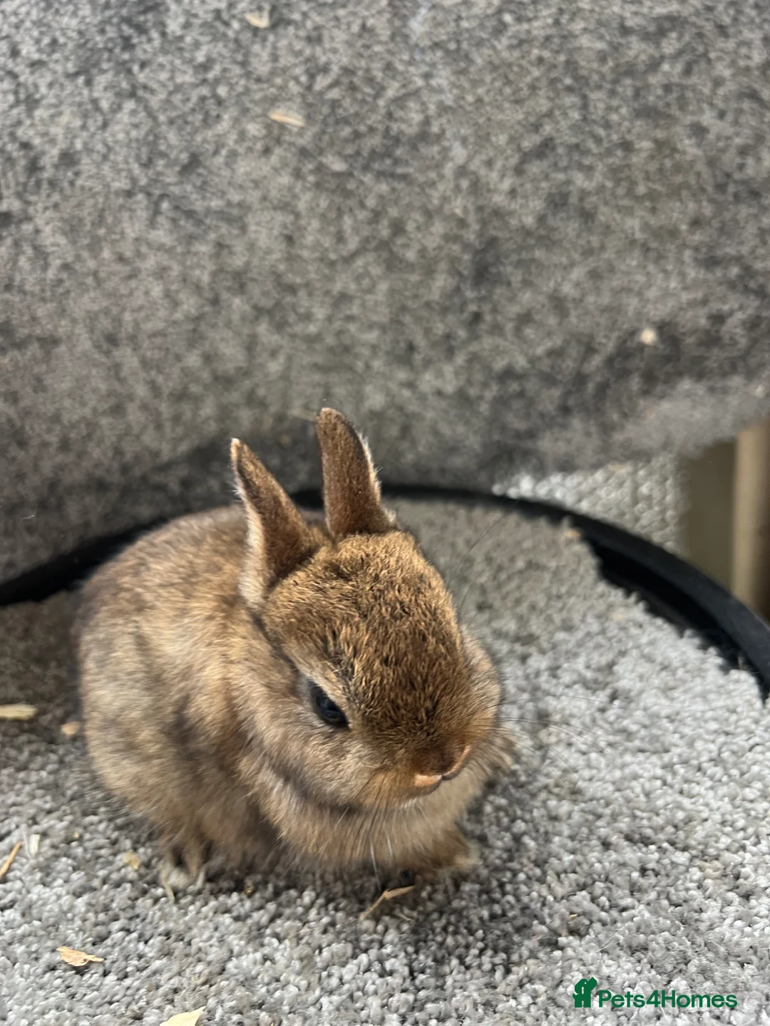 Netherland Dwarf rabbits for sale: Netherland dwarf babies - Advert 2