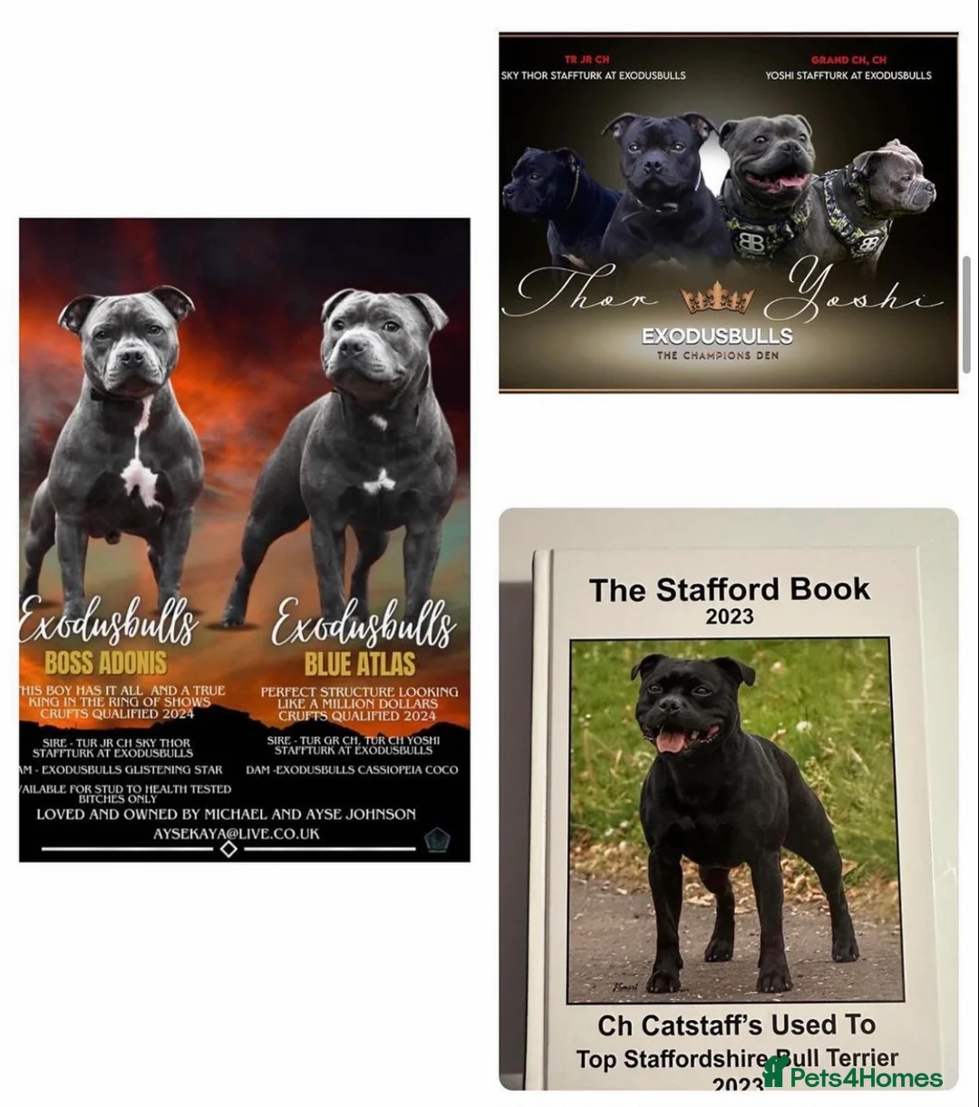 Staffordshire Bull Terrier dogs for stud: *THE UK'S TOP PRODUCING BLUE CHAMPION* in Faversham - Advert 3