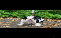 English Bulldog dogs for sale: Miniature English bulldog, 2 years old - Image 11