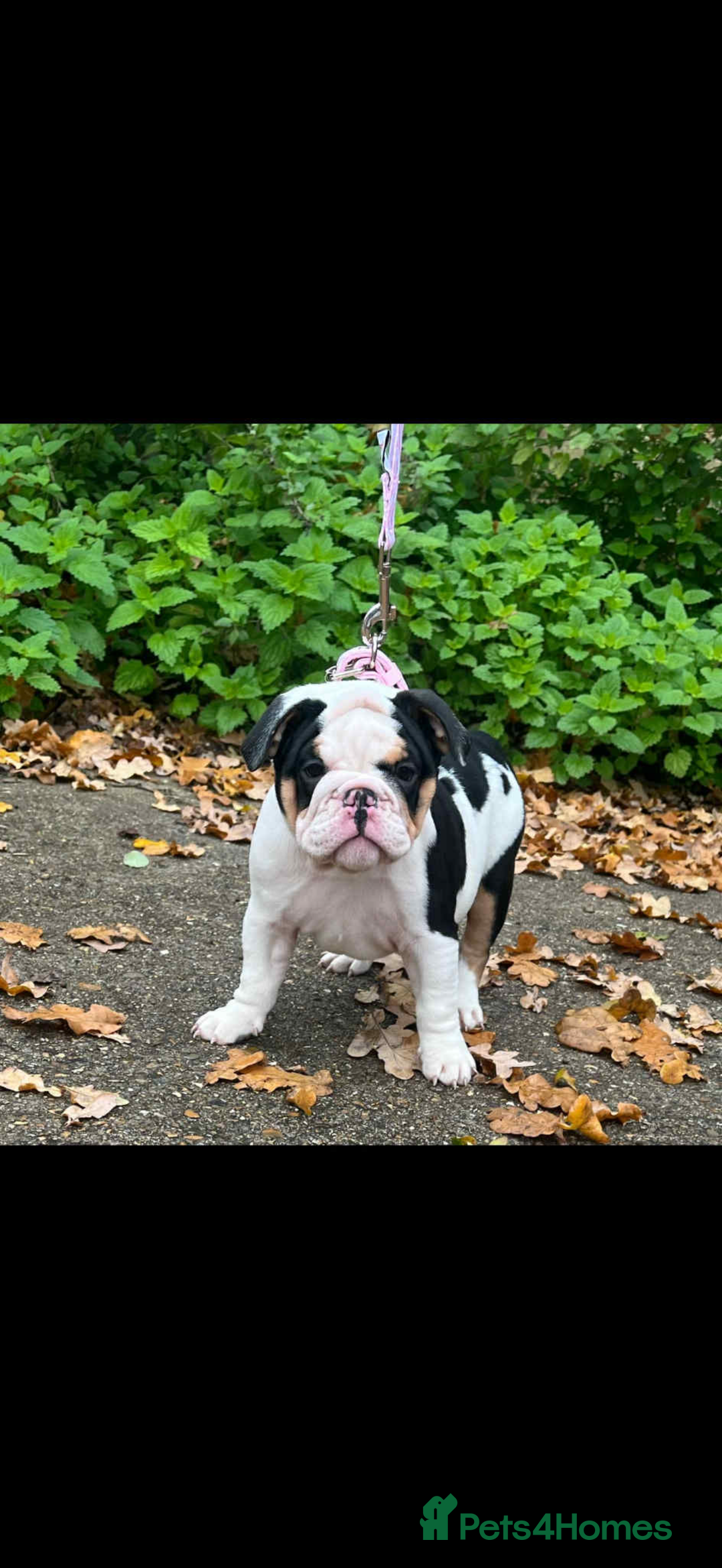 English Bulldog dogs for sale: Miniature English bulldog, 2 years old - Image 11