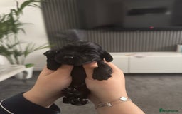 Cocker Spaniel dogs for sale: Working cocker spaniel 1 girls left  - Image 17