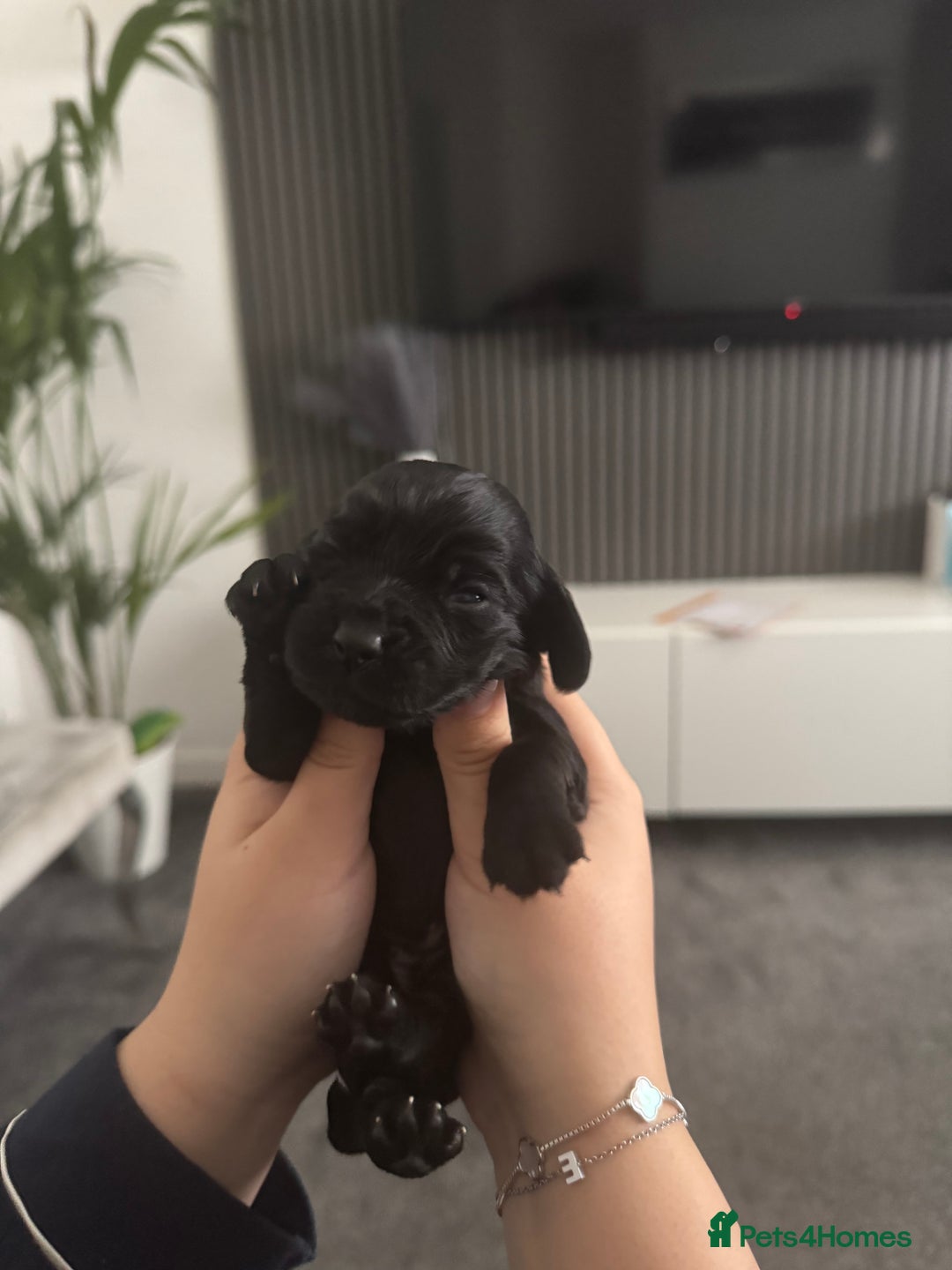 Cocker Spaniel dogs for sale: Working cocker spaniel 1 girls left  - Image 17