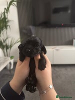 Cocker Spaniel dogs - Advert 14