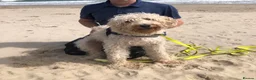 Labradoodle dogs for stud: Multigen/F3b Labradoodle Stud - Advert 36