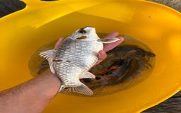 Koi Carp fish for sale: Pond fish carp/koi - Image 5