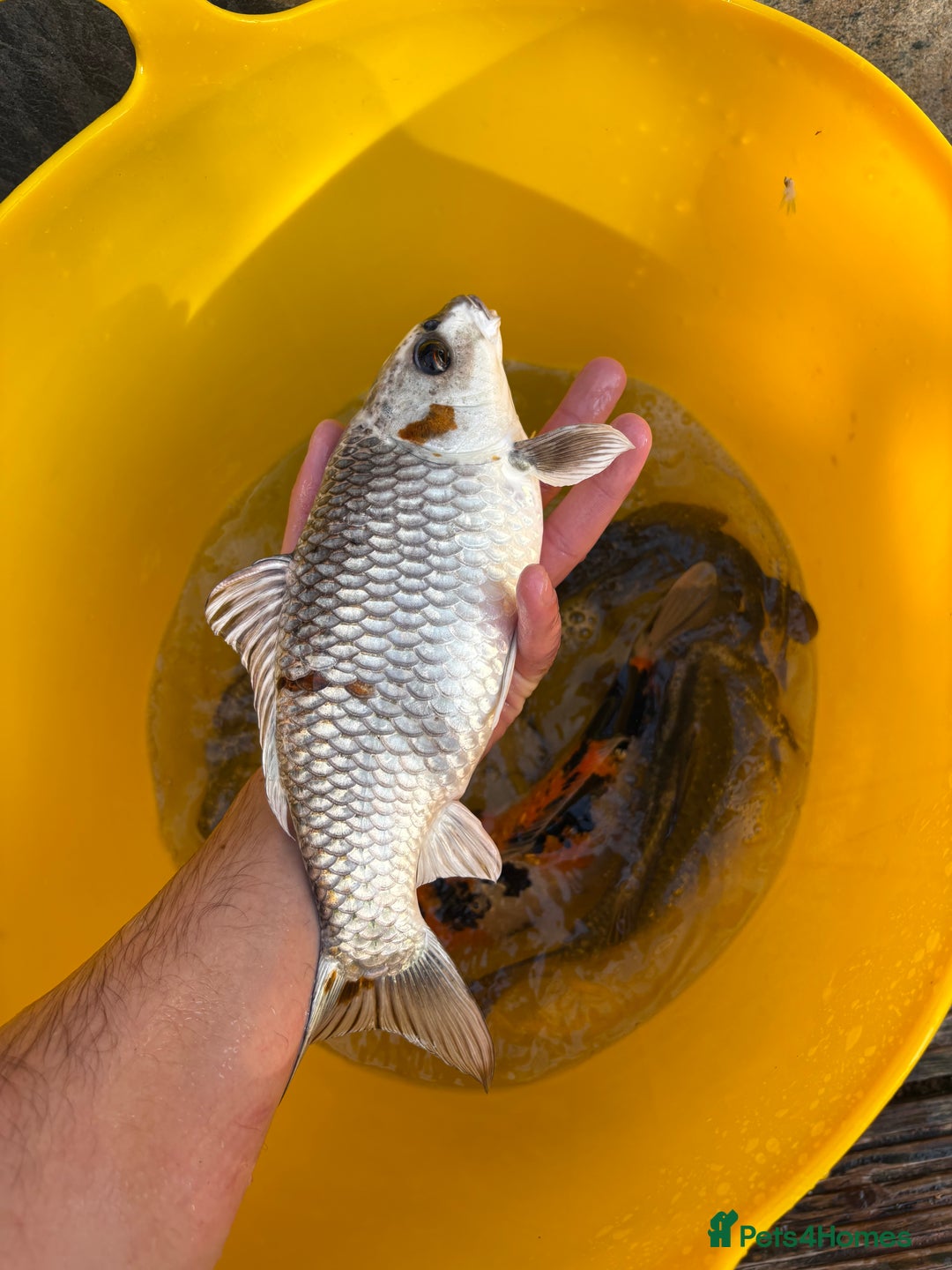 Koi Carp fish for sale: Pond fish carp/koi - Image 5