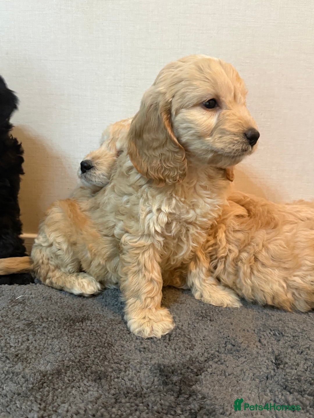 Cockapoo dogs for sale: Cockapoo puppies - Advert 23