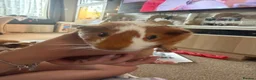 Guinea Pig rodents for sale: Male Guinea Pigs in Gravesend - Advert 6