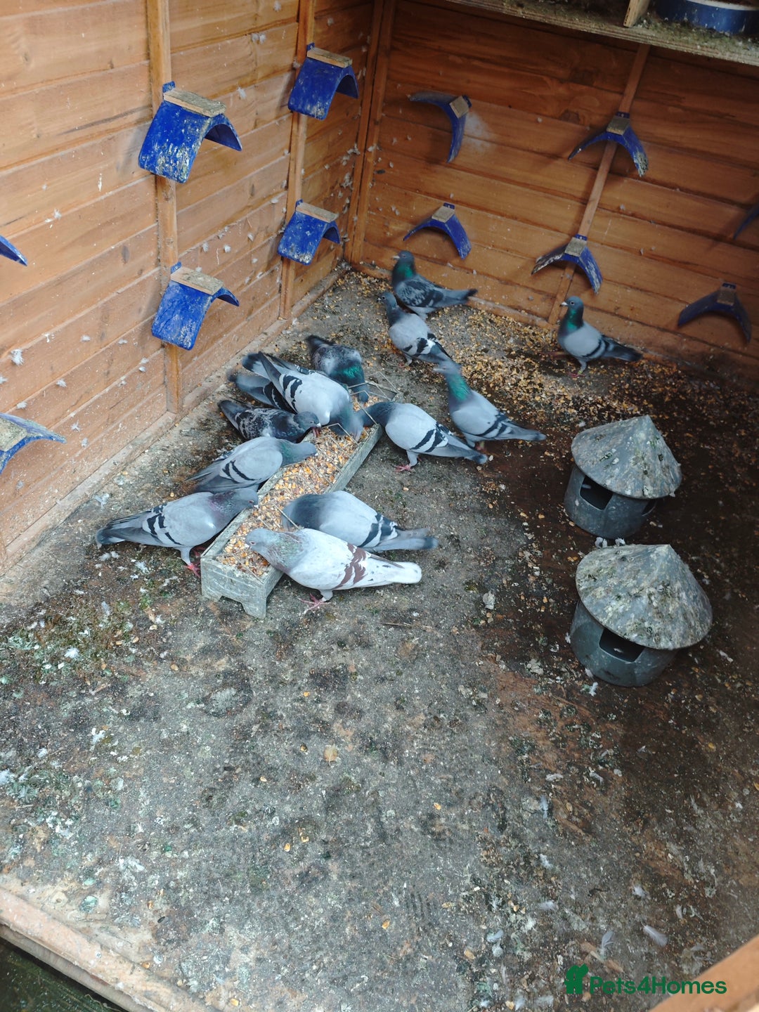 Pigeons birds for sale: Racing pigeons - Advert 12