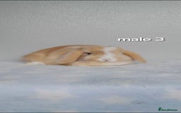 Mini Lop rabbits for sale: Stunning pure breed mini lops - Image 10