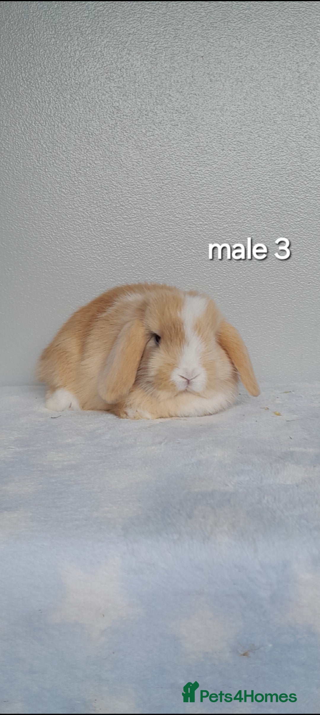 Mini Lop rabbits for sale: Stunning pure breed mini lops - Image 10