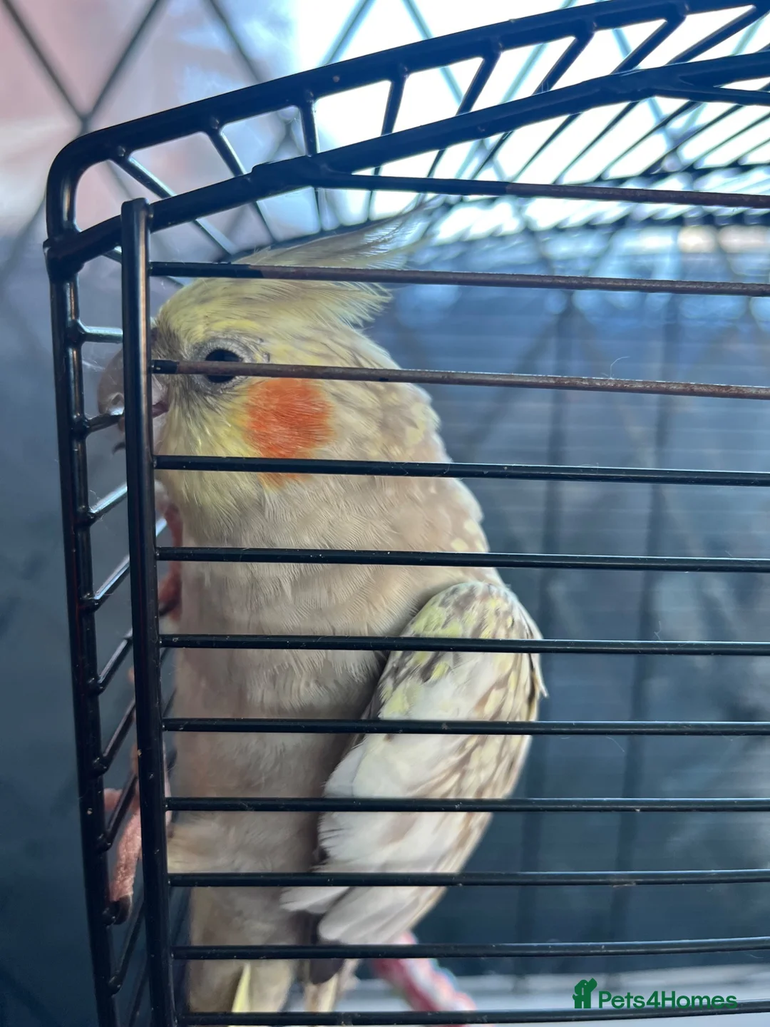 Cockatiels birds for sale: Female cockateil named Zara  - Advert 1