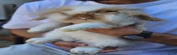 Mini Lop rabbits for sale: Chocolate Tort Butterfly Lion Lop  - Advert 4