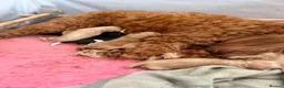 Australian Labradoodle dogs for sale: Multigenerational Australian Labradoodle puppies - Advert 9