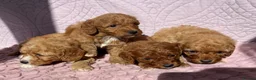 Cockapoo dogs for sale: Beautiful health clear Cockapoo's in Staines - Advert 3
