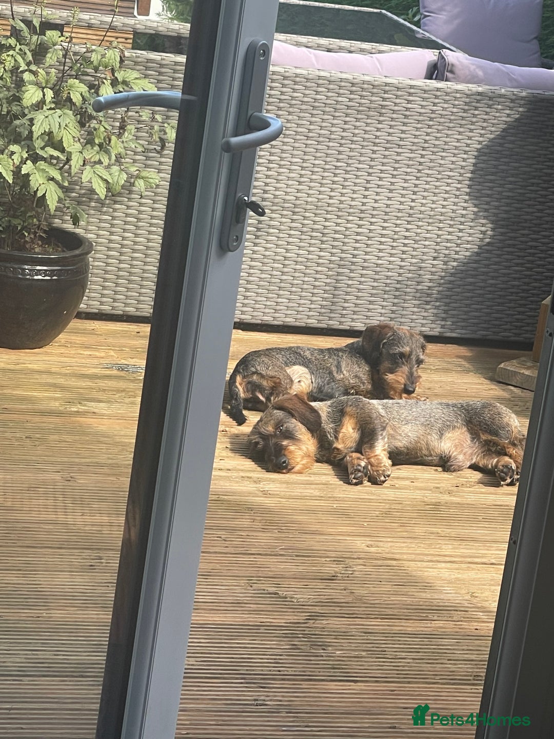 Dachshund dogs for sale:  Miniature Wirehaired Dachshund  puppies  - Advert 9