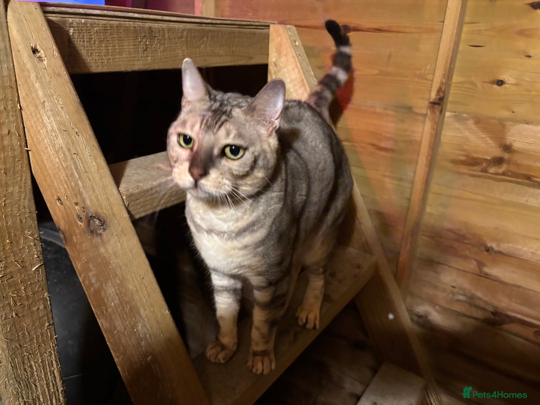 Bengal cats for sale: 🤍 BEAUTIFUL BENGAL SEEKS FOREVER HOME 🤍 - Advert 1