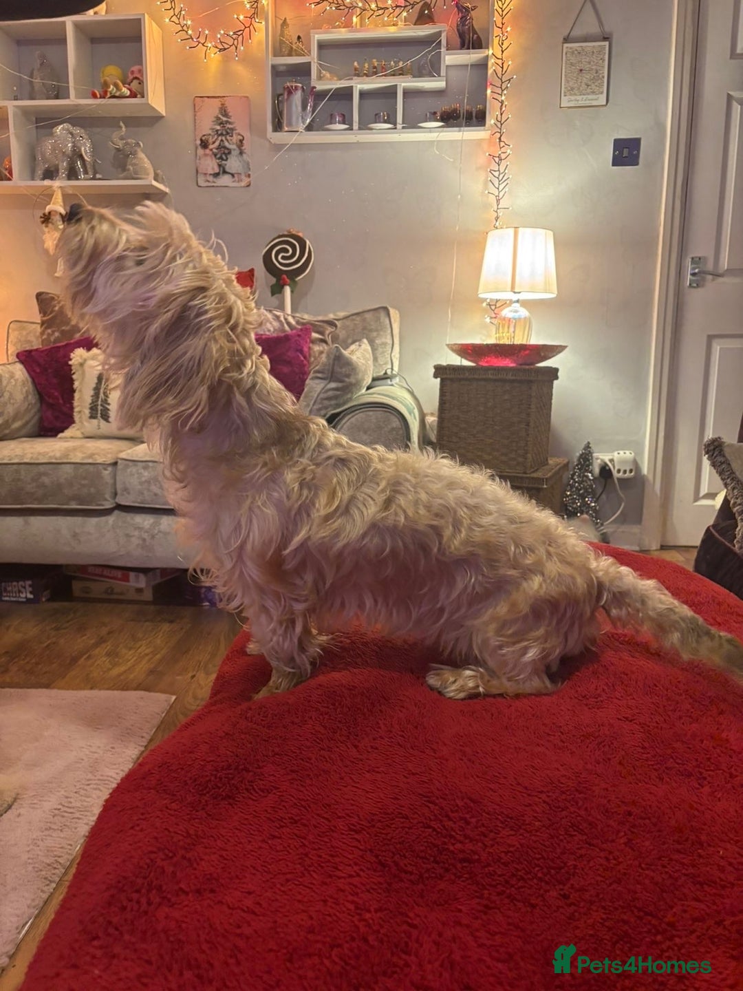 Dachshund dogs for sale: Pedigree standard cream wirehaired Dachshund  - Advert 4