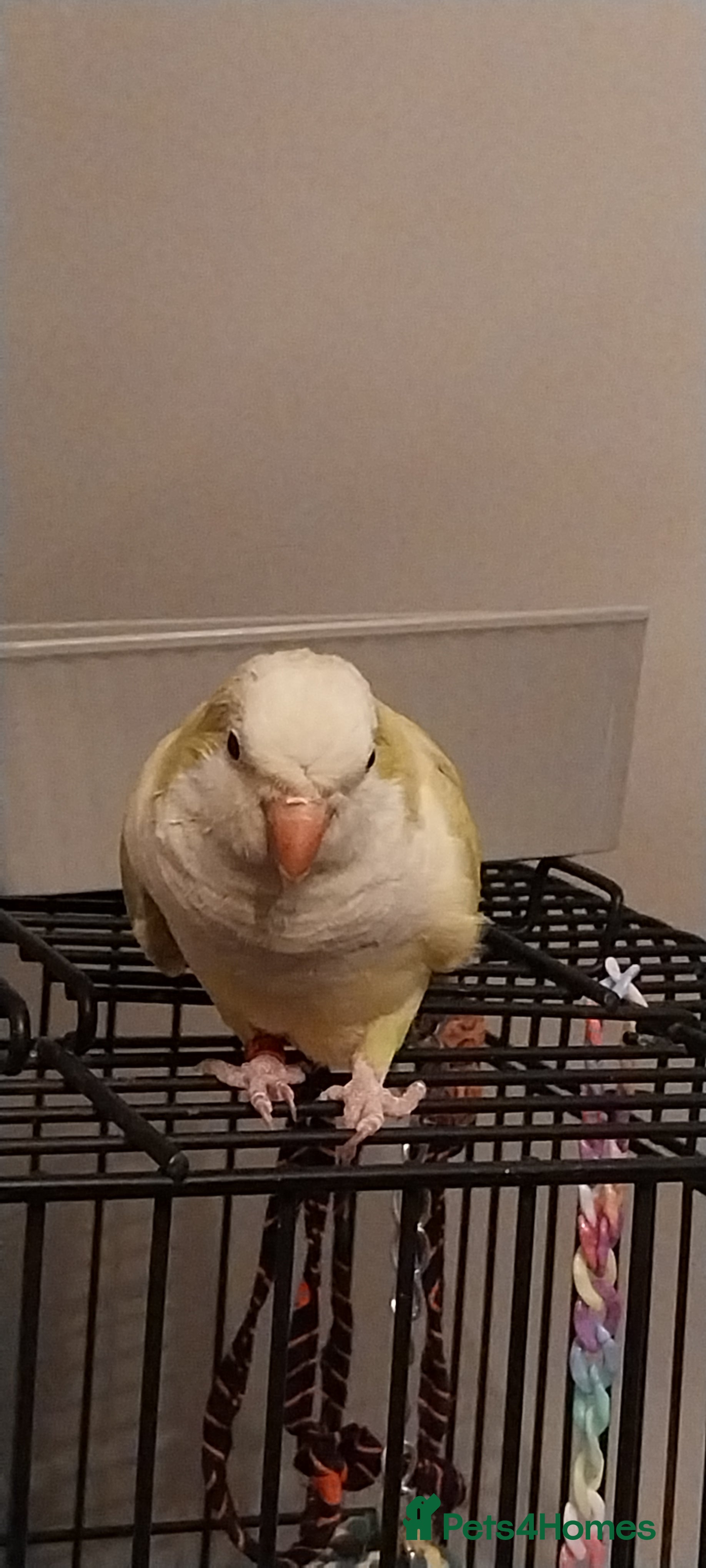 Parakeets birds Beautiful Lime Green Female Quaker Parrot - Advert 3