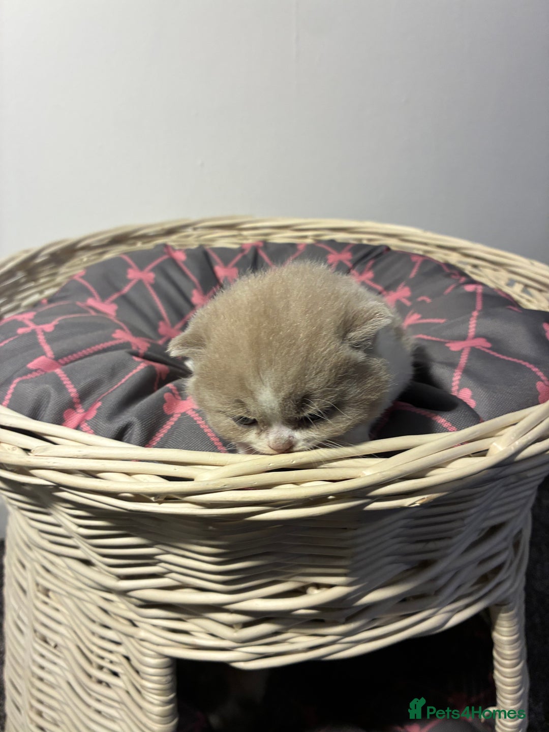 British Shorthair cats for sale: 5 BSH TICA REGISTERED KITTENS - Advert 8
