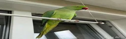 Parrots birds for sale: Baby ring neck talking parrot  in Stoke-on-Trent - Advert 3