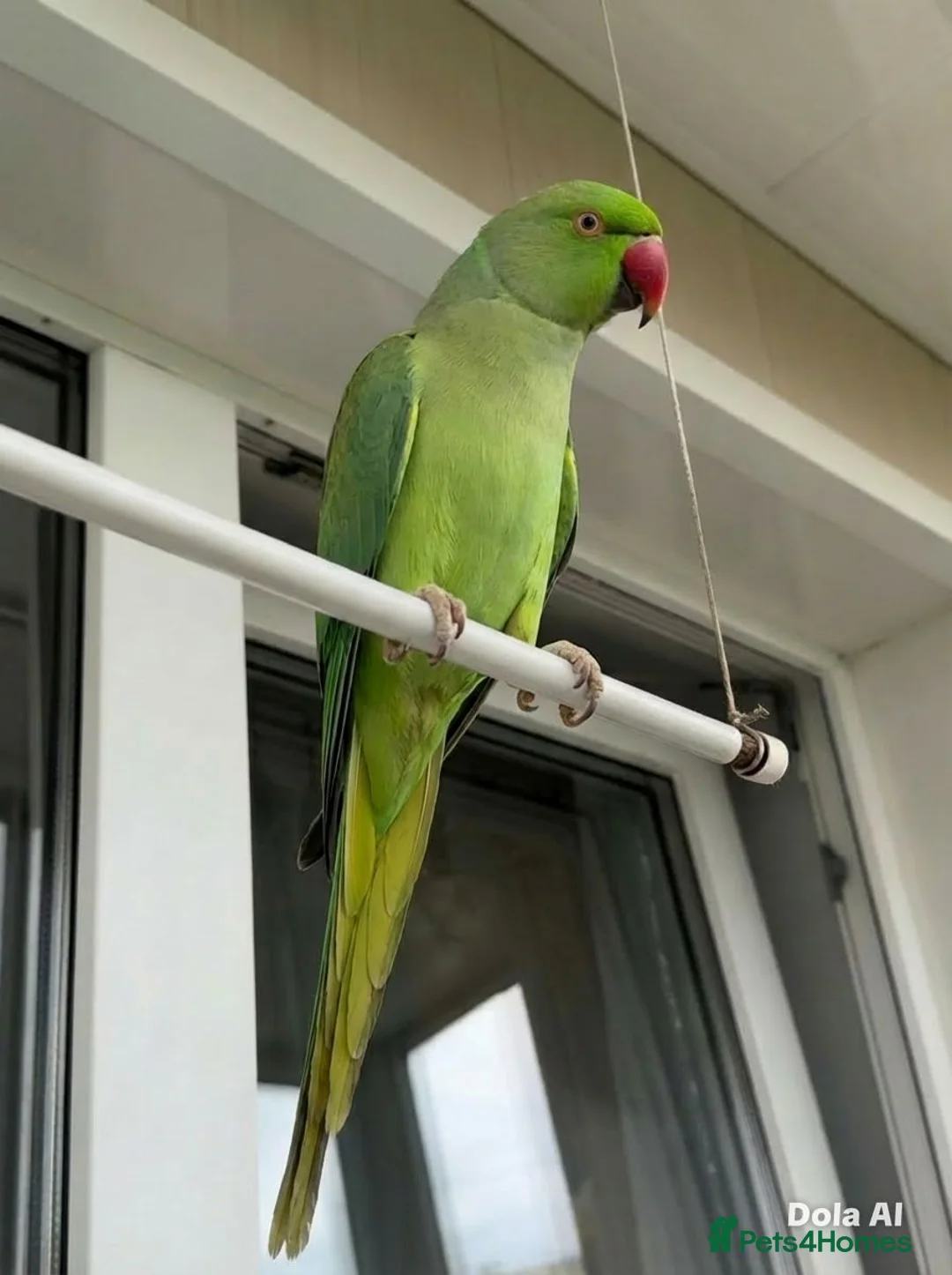 Parrots birds for sale: Baby ring neck talking parrot  in Stoke-on-Trent - Advert 3