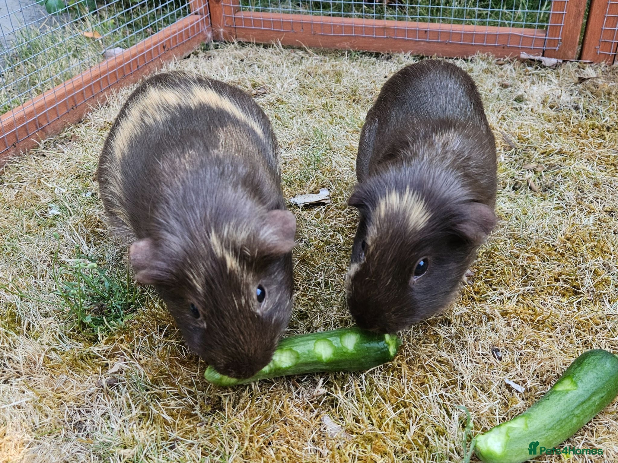 Guinea Pig rodents Bonded female guinea pig pair - Advert 1