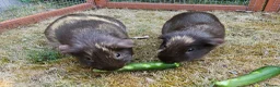 Guinea Pig rodents for sale: Bonded female guinea pig pair - Advert 1