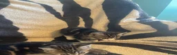 Mixed Breed cats for sale: 5 Beautiful kittens available  - Advert 6