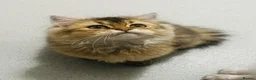 Scottish Fold cats for sale: READY **PRICE REDUCED **Top Quality Boy Kittens - Advert 21
