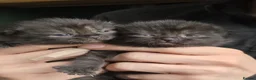 Mixed Breed cats for sale: British Shorthair Cross Kittens - Advert 5