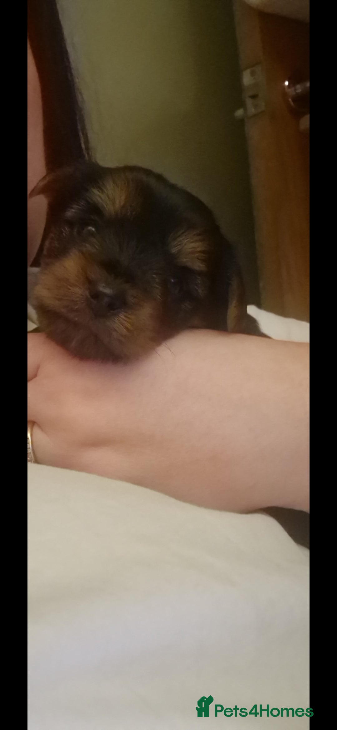 Yorkshire Terrier dogs Beautiful yorkshire terrier puppies for sale  - Advert 6