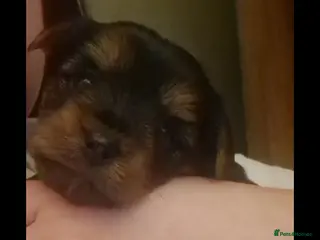 Yorkshire Terrier dogs Beautiful yorkshire terrier puppies for sale - Advert 6