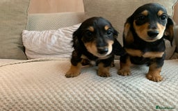 Miniature Dachshund dogs for sale: 1 boy 1 girl long haired ** - Image 5