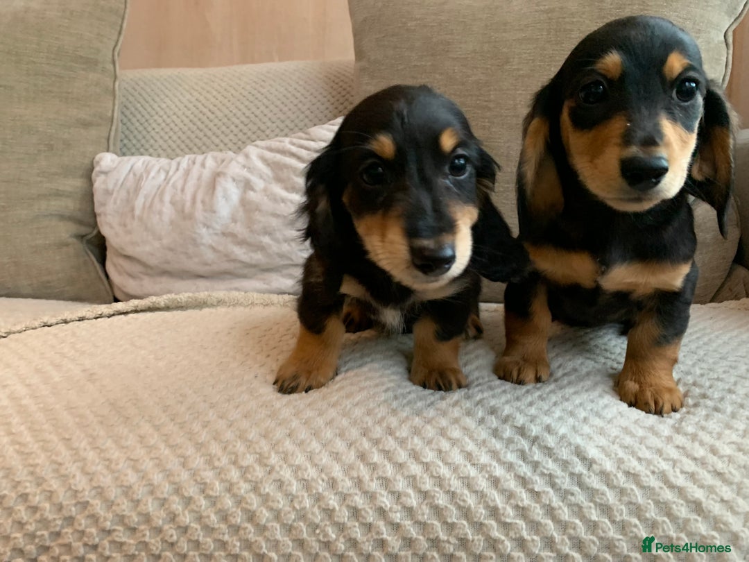 Miniature Dachshund dogs for sale: 1 boy 1 girl long haired ** - Image 5
